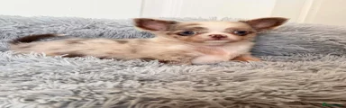 Chihuahua 1