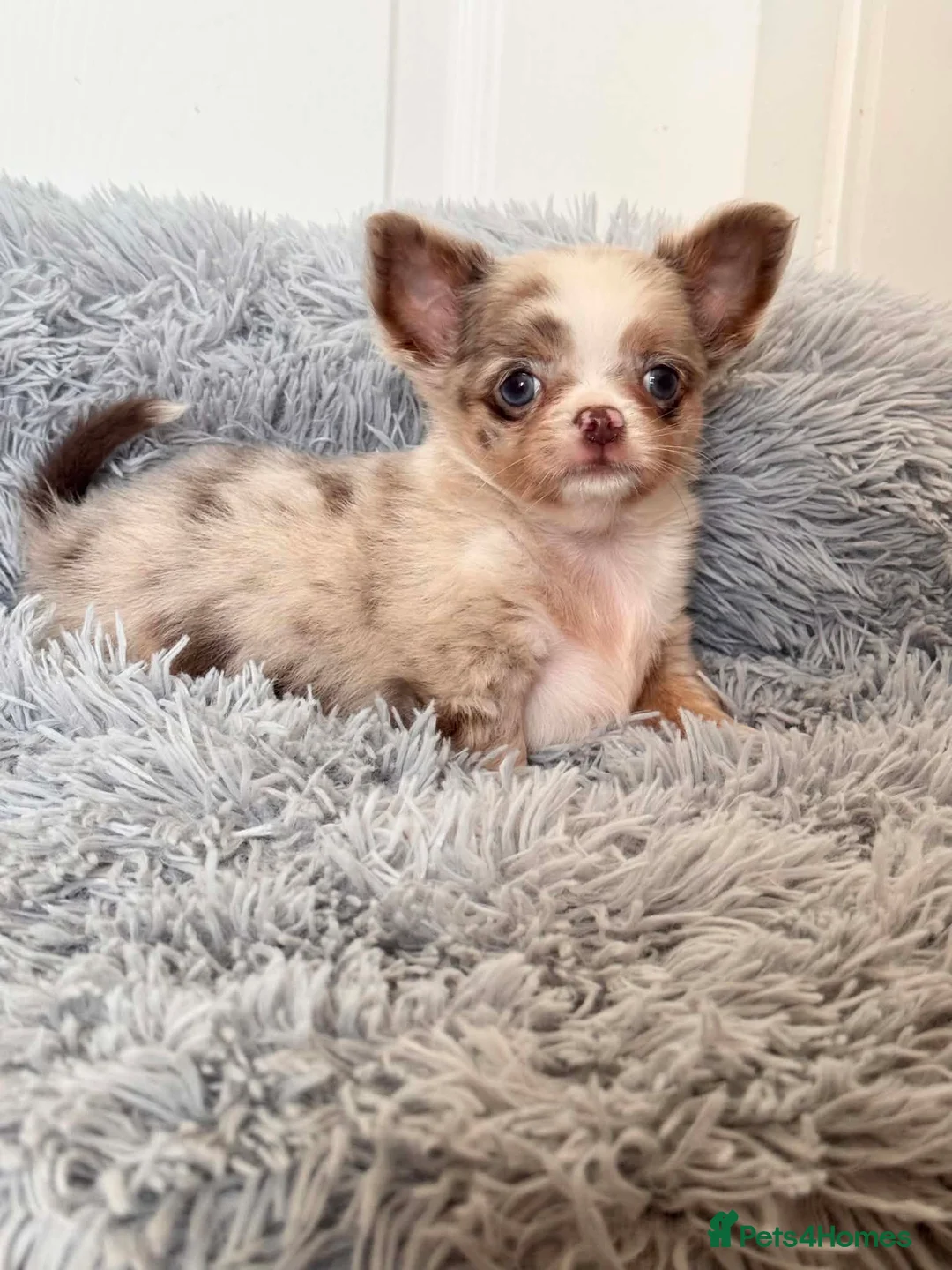 Chihuahua dogs for sale: Tiny Longhair Chihuahua Pup/ Lilac Merle Blue Eye - Advert 10