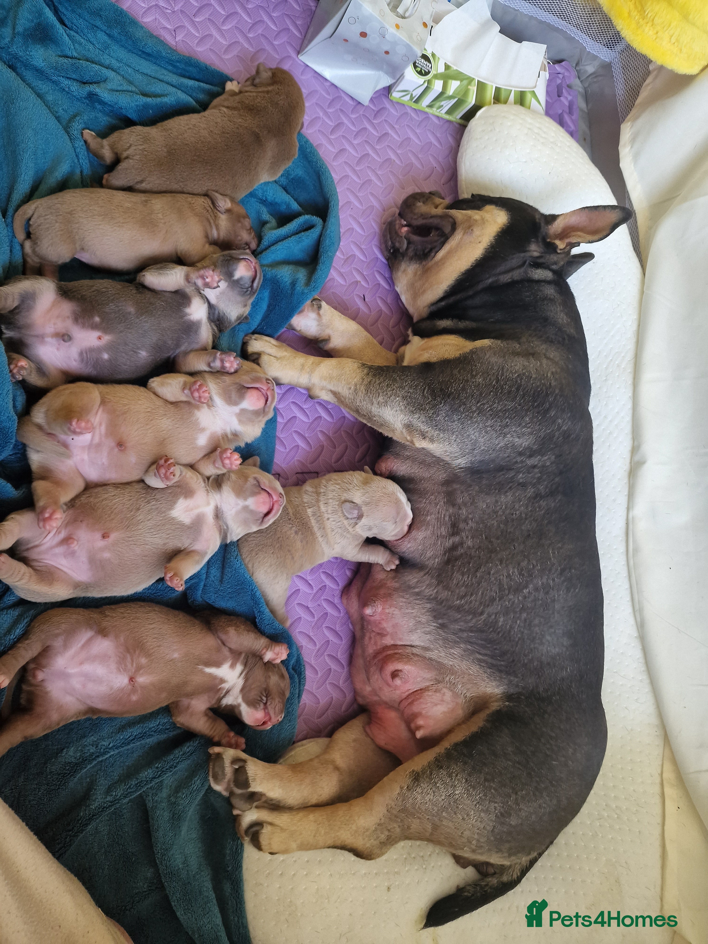 American Bully dogs Pocketbully puppy ready to send ;) - Advert 2