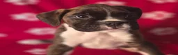 Boxer dogs for sale: 6 Month Old Male Boxer Puppy in Exeter - Advert 9