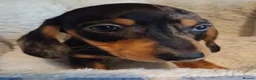 Miniature Dachshund dogs for sale: Stunning Dachshund pups *Ready now* - Advert 37