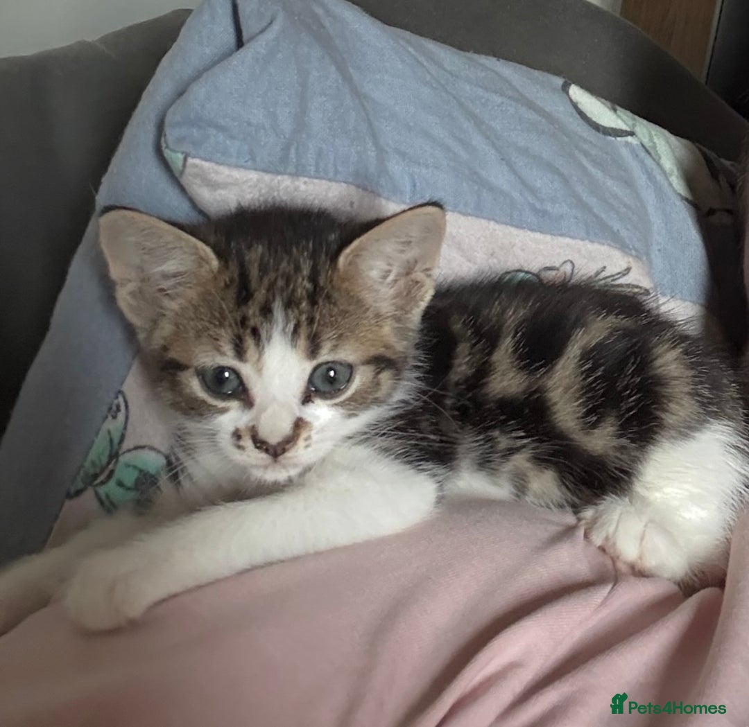 Bengal cats for sale: half bengal kittens  - Image 10