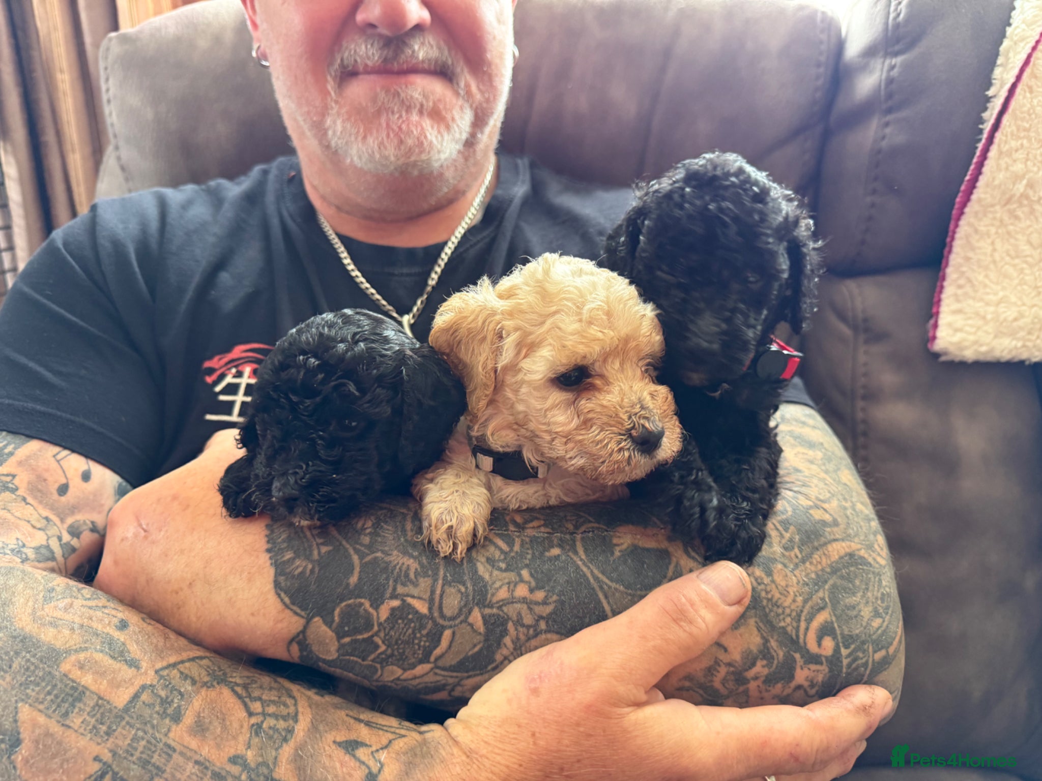 Miniature Poodle dogs Small Fluffy Miniature Poodles - Advert 6