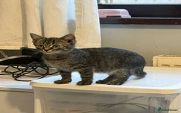 Ragdoll cats for sale: Ragdoll x bengal //// bengal x tabby - Image 14