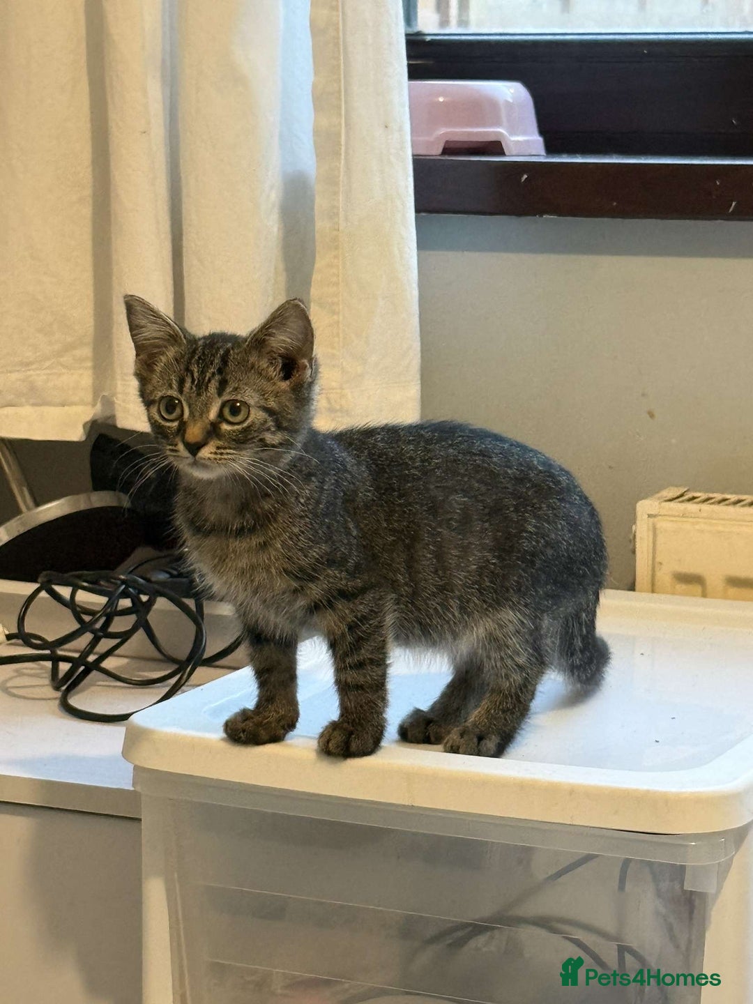 Ragdoll cats for sale: Ragdoll x bengal //// bengal x tabby - Image 14