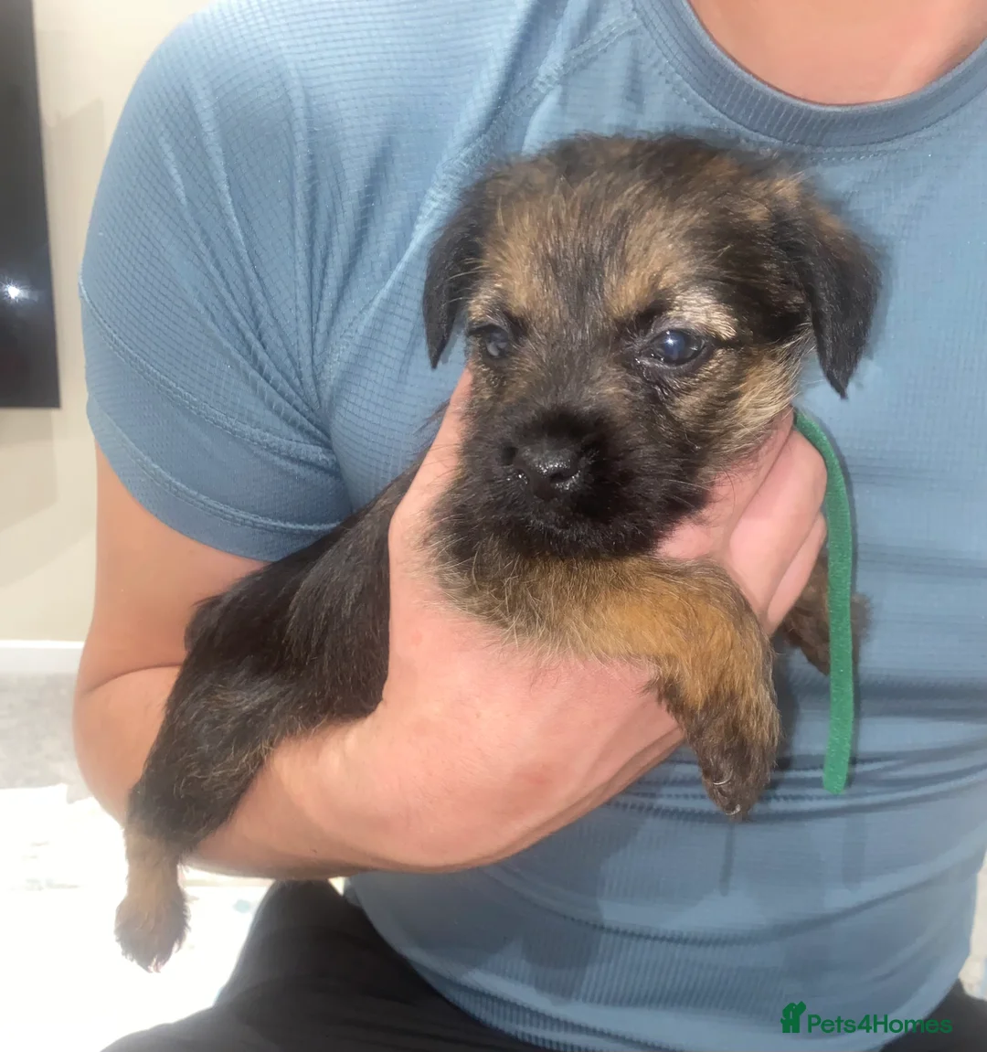 Border Terrier dogs for sale: 4 beautiful border terrier boys left  - Advert 24