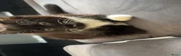 British Longhair cats for sale: 2 beautiful longhair kittens for sale - Advert 5