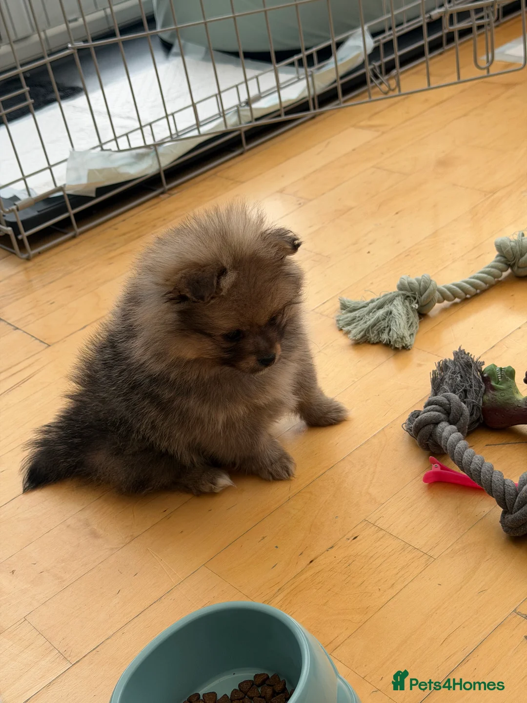 Pomeranian dogs for sale: puppy - Advert 4