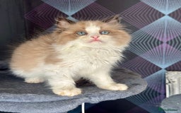 Ragdoll cats for sale: Tortie flame mink sepia cherubim tica females  - Image 4