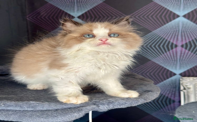 Ragdoll cats - Advert 1