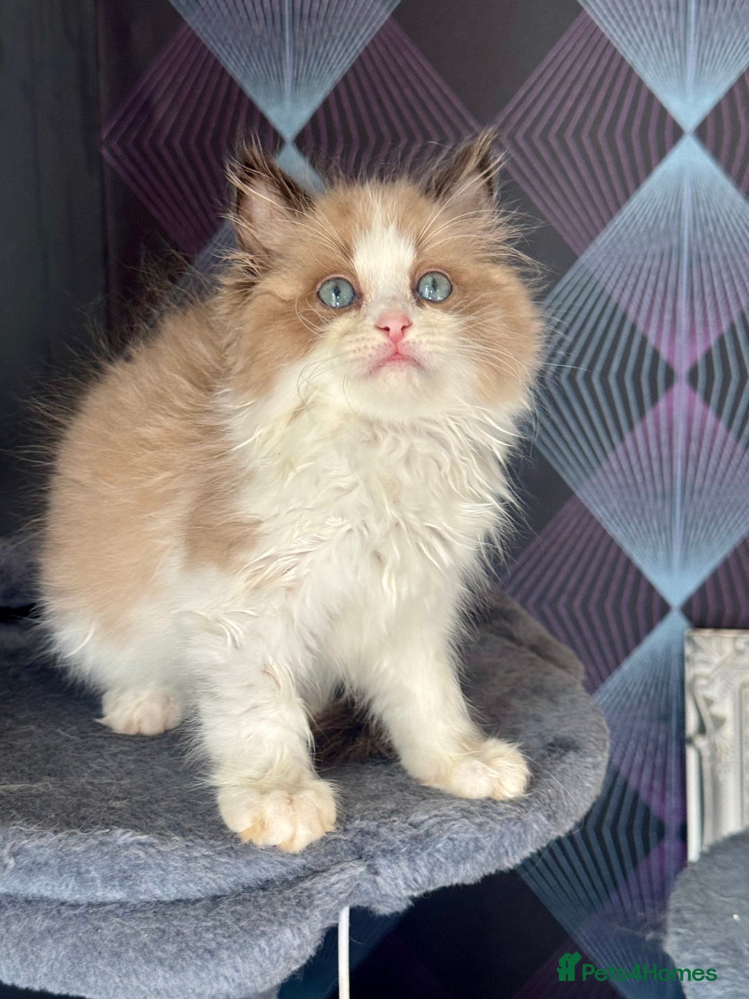 Ragdoll cats for sale: Tortie flame mink sepia cherubim tica females  - Image 4
