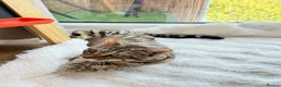 Bengal cats for sale: 🐆 STUNNING BENGAL CROSS FEMALE  - Advert 9