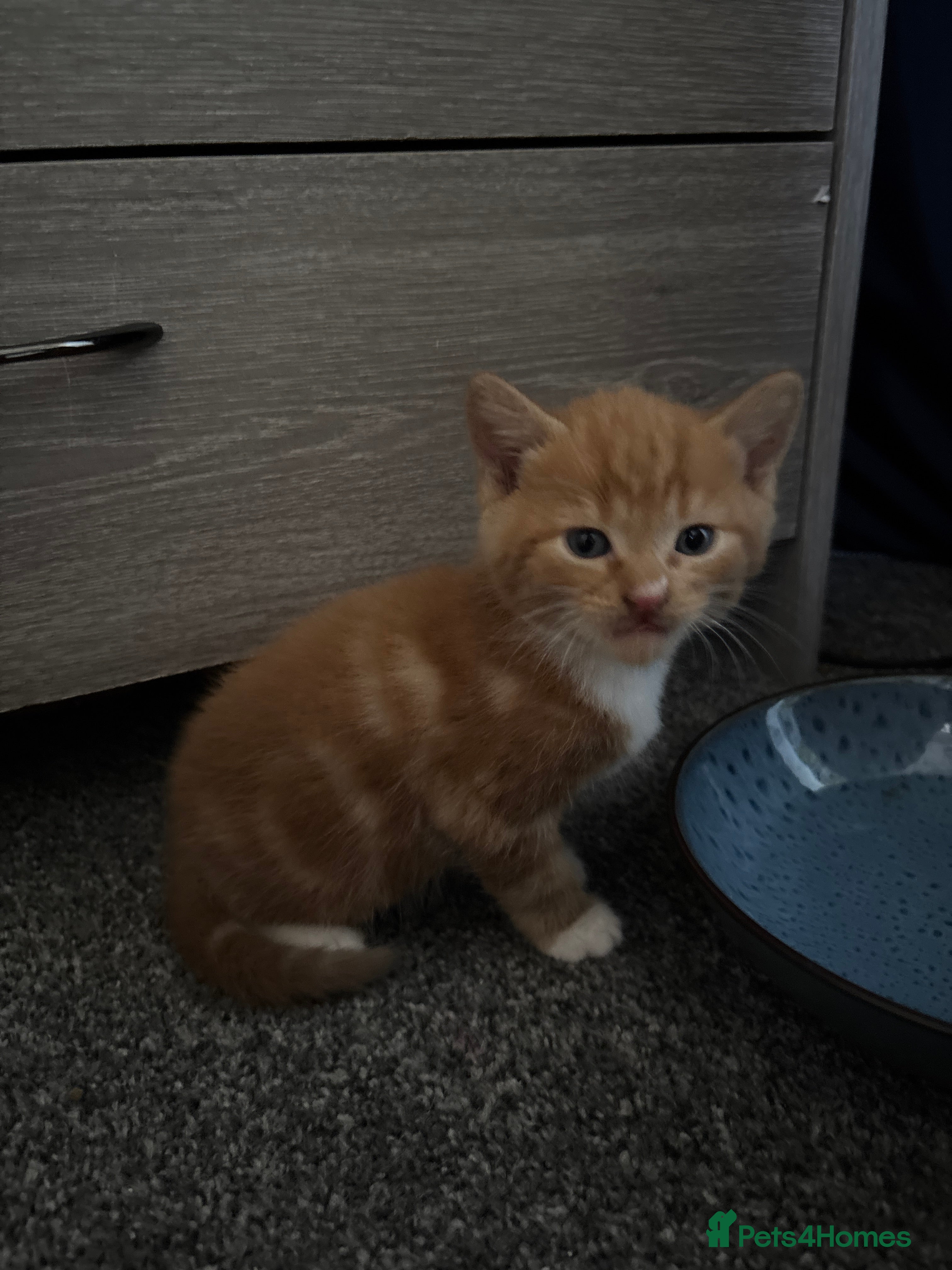 Mixed Breed cats Kittens  - Advert 2