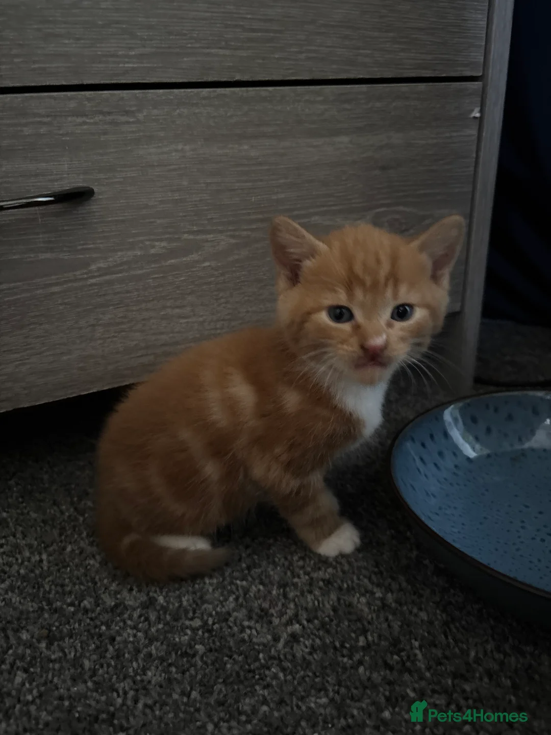 Mixed Breed cats for sale: Kittens  - Advert 1