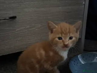 Mixed Breed cats Kittens - Advert 2