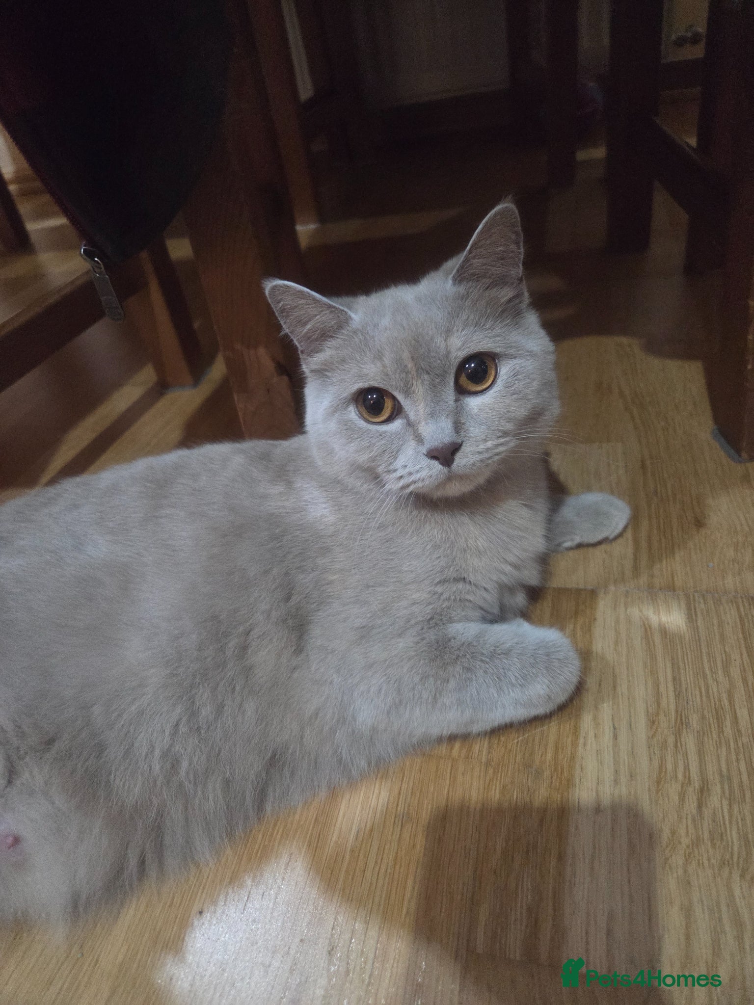 British Longhair cats for sale: Kittens blue boys and girl  in Nottingham - Advert 3