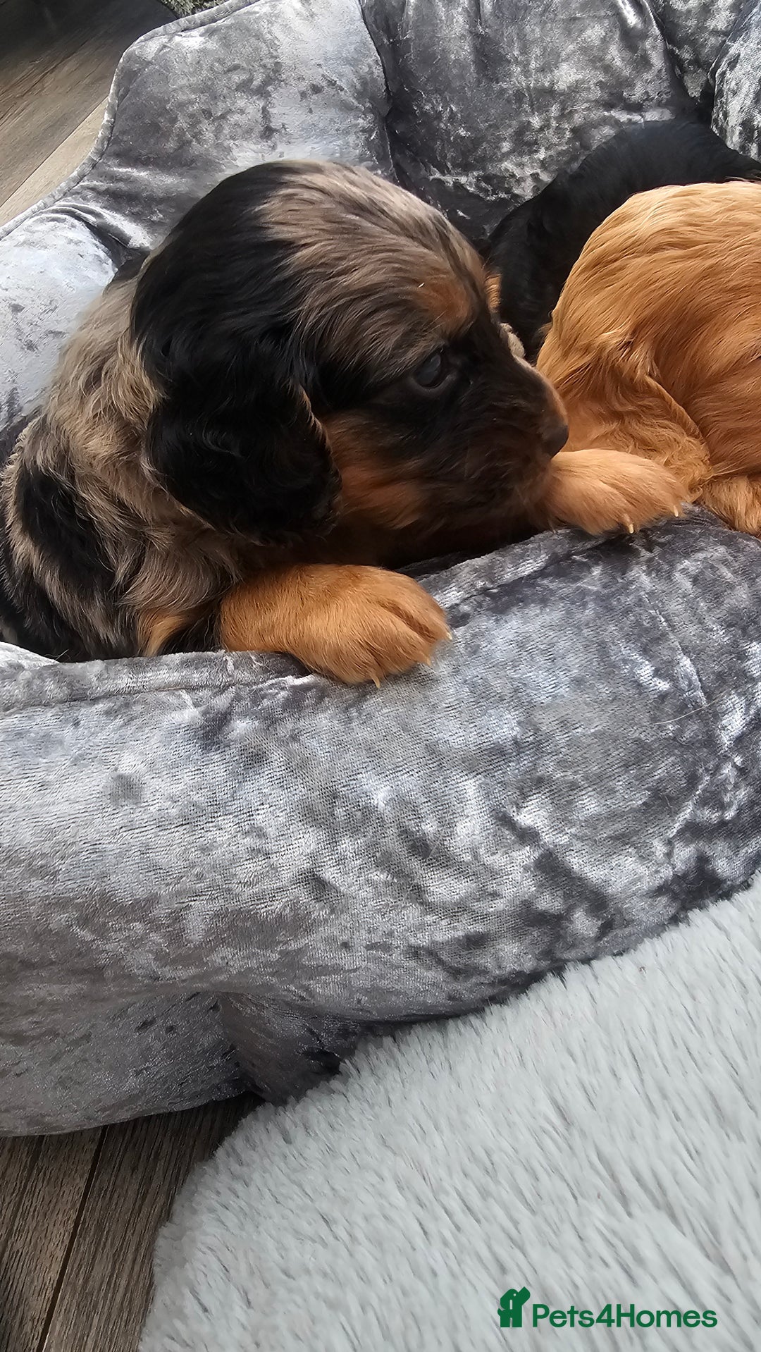Cockapoo dogs for sale: The best cockapoos - Image 6