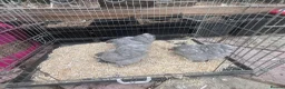 Mixed Breed livestock for sale: Point of lay Pekin hens for sale - read full first - Advert 11