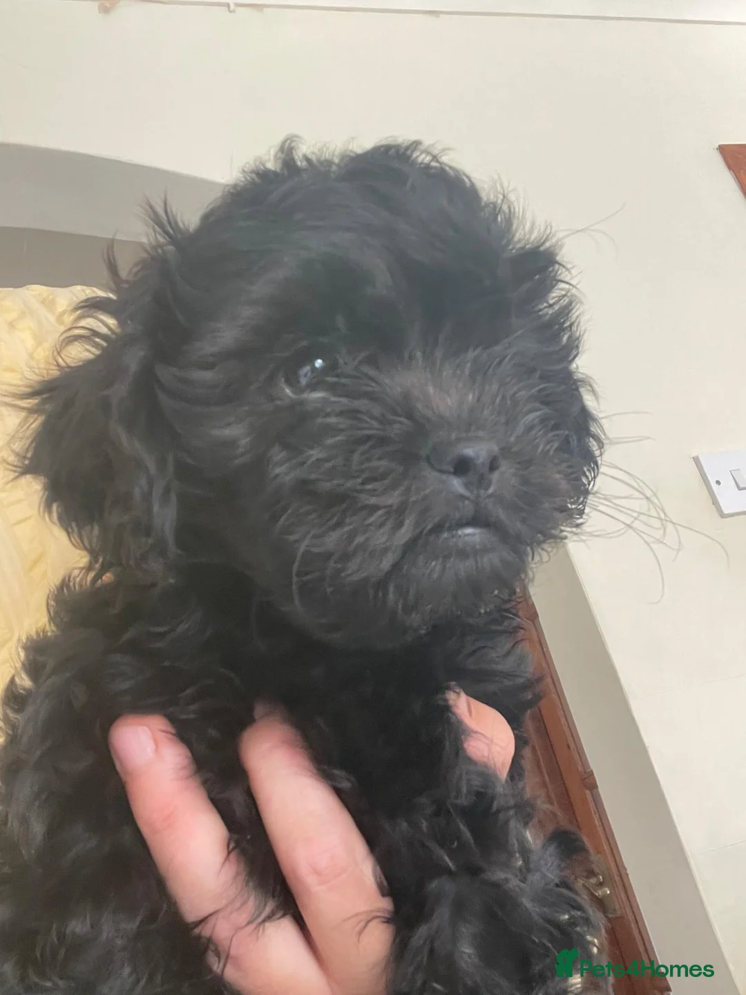 Shihpoo dogs for sale: Shihpoo puppy in Ramsgate - Advert 6