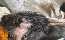 Shih Tzu dogs for sale: Three gorgeous shihtzu puppies  - Image 10