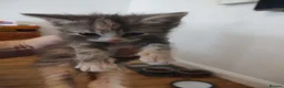 British Shorthair cats for sale: Five stunning kittens available immediately  - Advert 16