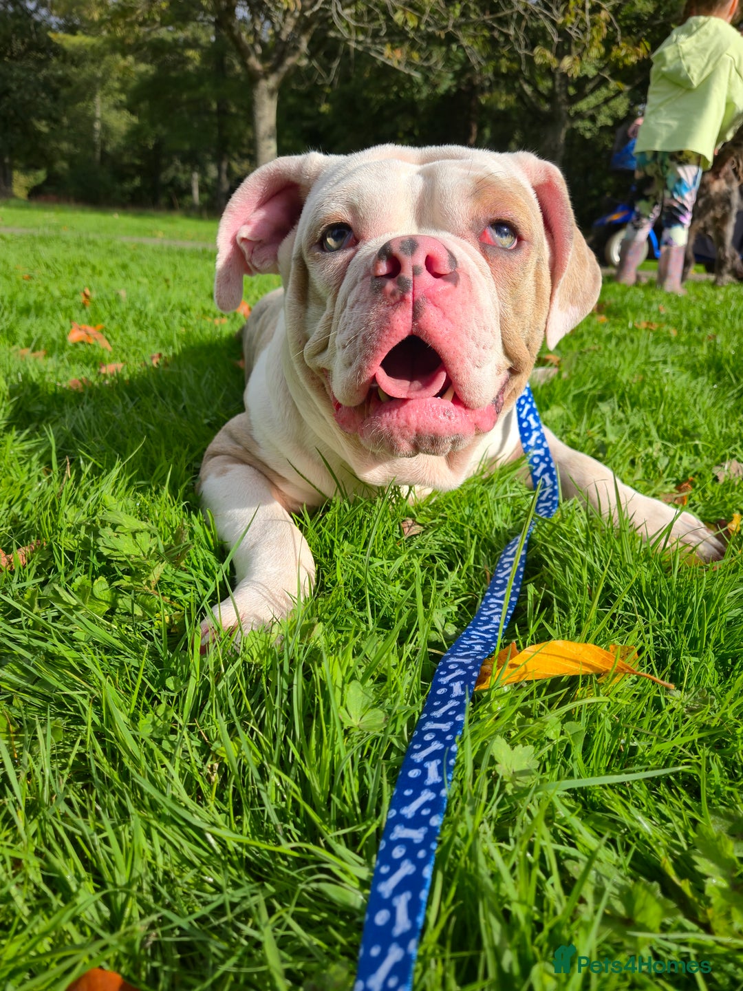 Old Tyme Bulldog dogs for sale: Old Tyme Bulldog - Image 3