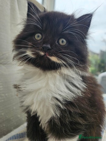 Mixed Breed cats - Advert 15