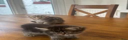 Mixed Breed cats for sale: Maine Coon Mixed Kittens  in Tonbridge - Advert 4