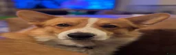 Welsh Corgi Pembroke dogs for stud: Handsome Pembroke Corgi Stud Dog in Shrewsbury - Advert 5