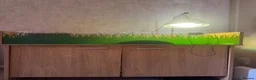 Tortoise reptiles for sale: 3 year old Hermanns tortoise with setup - Advert 4