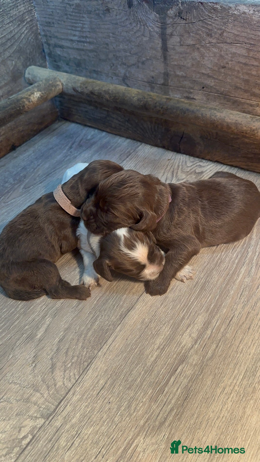 Cocker Spaniel dogs for sale: Cocker spaniel puppies - Image 3