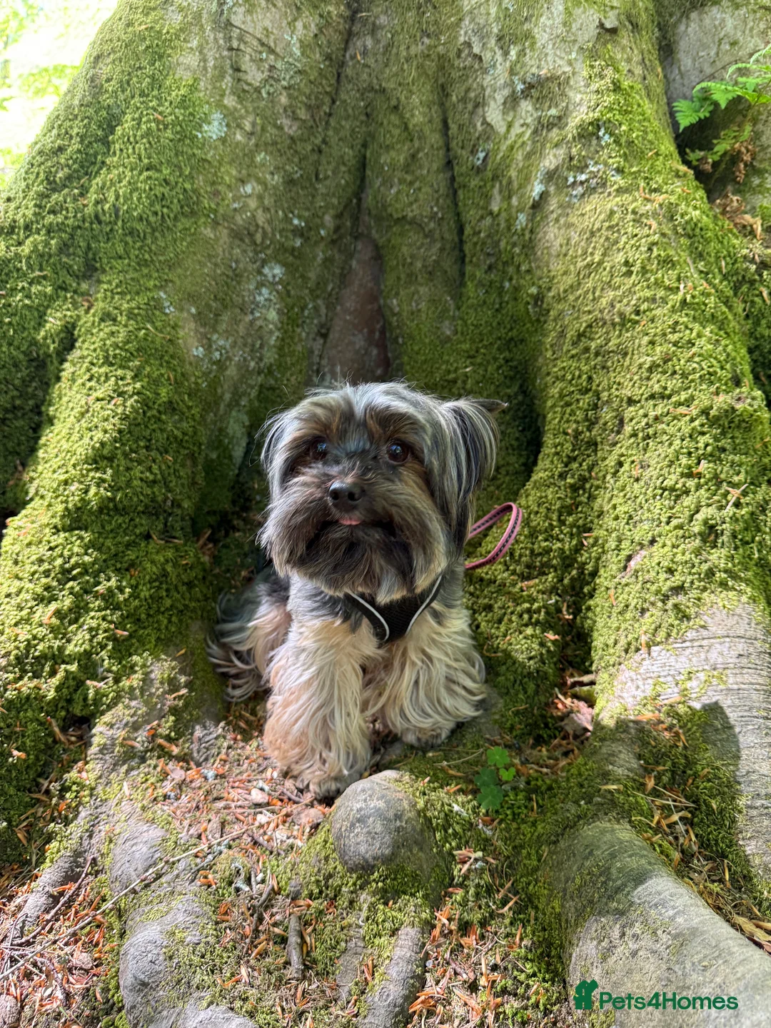 Yorkshire Terrier dogs for stud: Yorkshire Terrier for study in Rugby - Advert 2