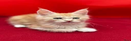 Maine Coon cats for sale: TICA Reg Maine Coon Kittens Red & Tortie Babies - Advert 6