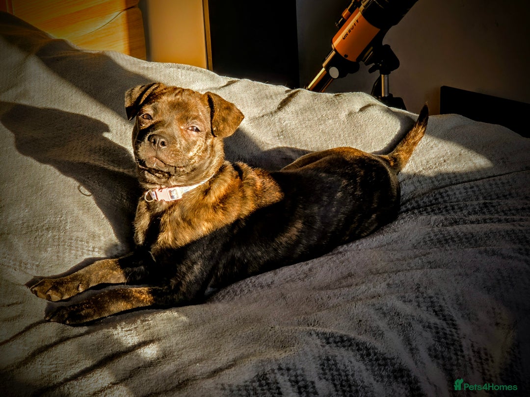 Mixed Breed dogs for sale: Beautiful 9month old looking for forever home in Brighton - Image 5
