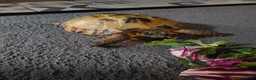 Tortoise reptiles for sale: Horsefield (Russian) Tortoise (Doris) 5years old - Advert 3