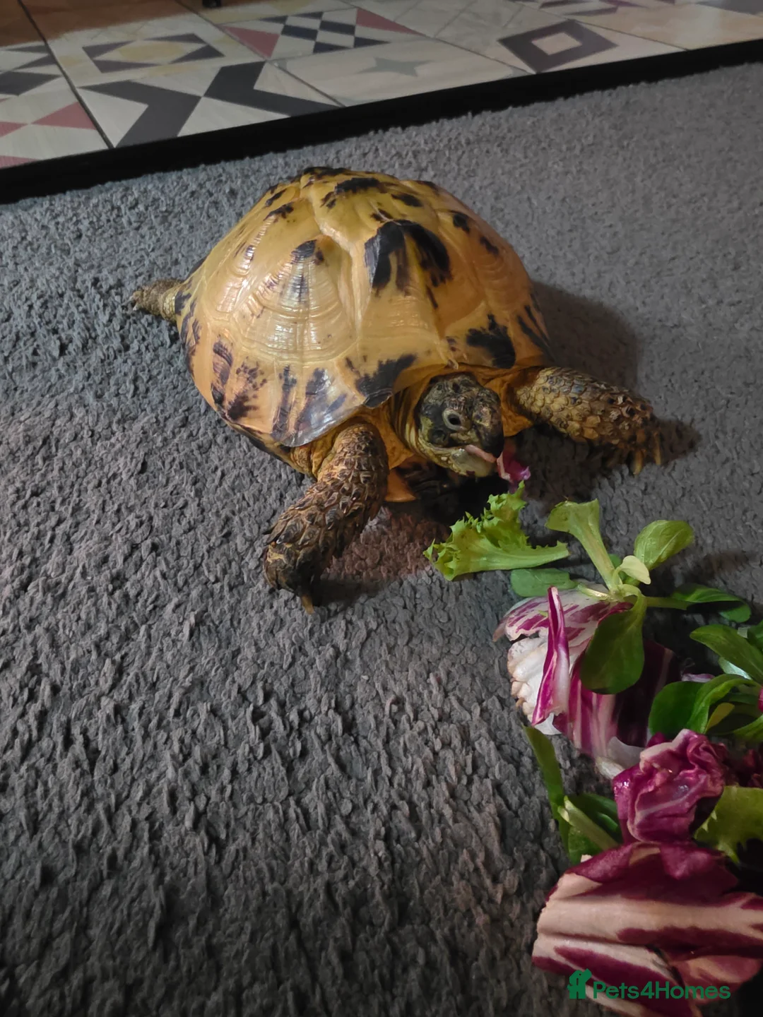 Tortoise reptiles for sale: Horsefield (Russian) Tortoise (Doris) 5years old - Advert 3