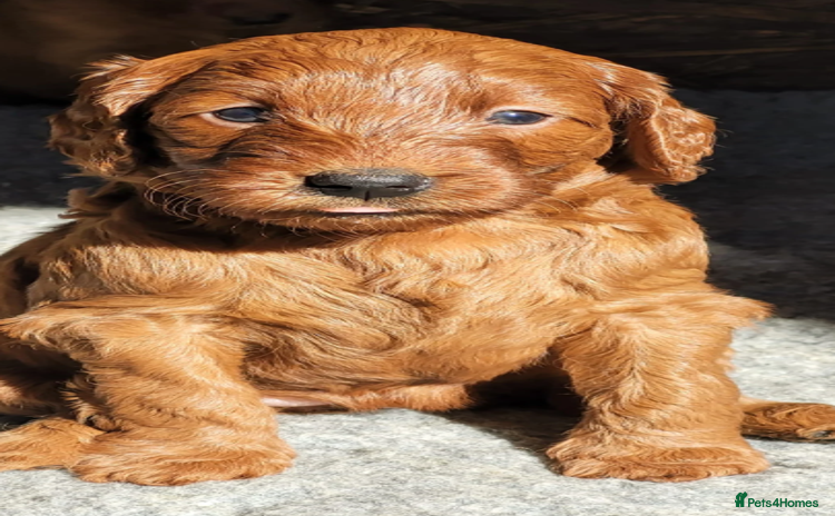 Labradoodle dogs - Advert 1