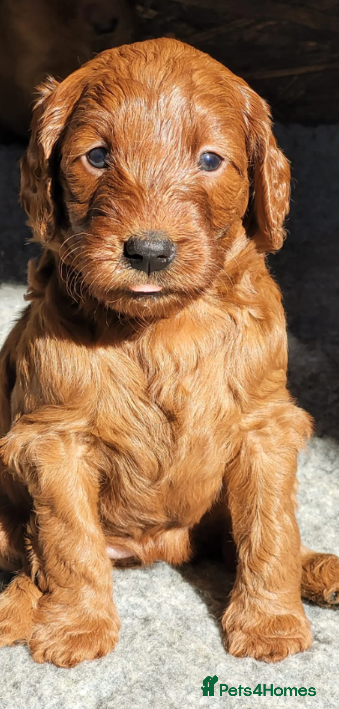 Labradoodle dogs for sale: The Darkest Fox Red Doodles. - Image 1
