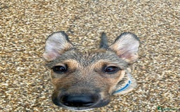 Mixed Breed dogs for sale: Belgian Malinois Puppy - Image 5