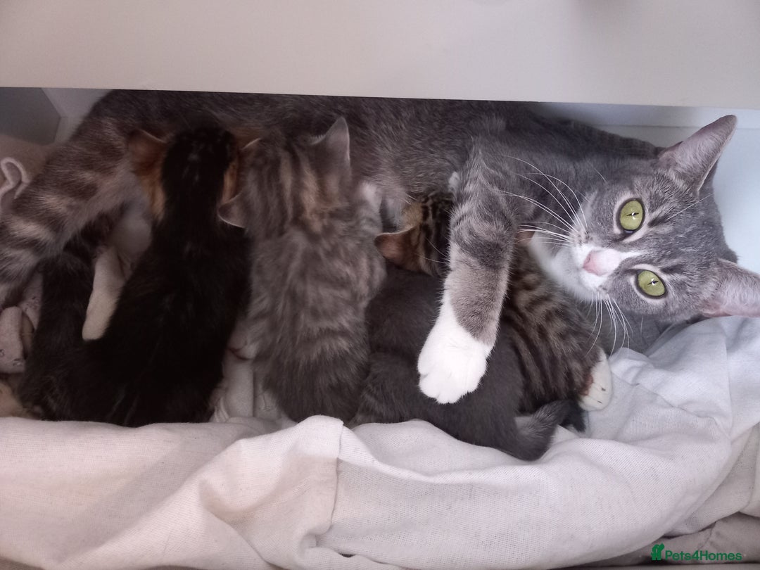 Bengal cats for sale: BENGAL Cross Kittens ♡ BLUE | READY NOW - Image 8