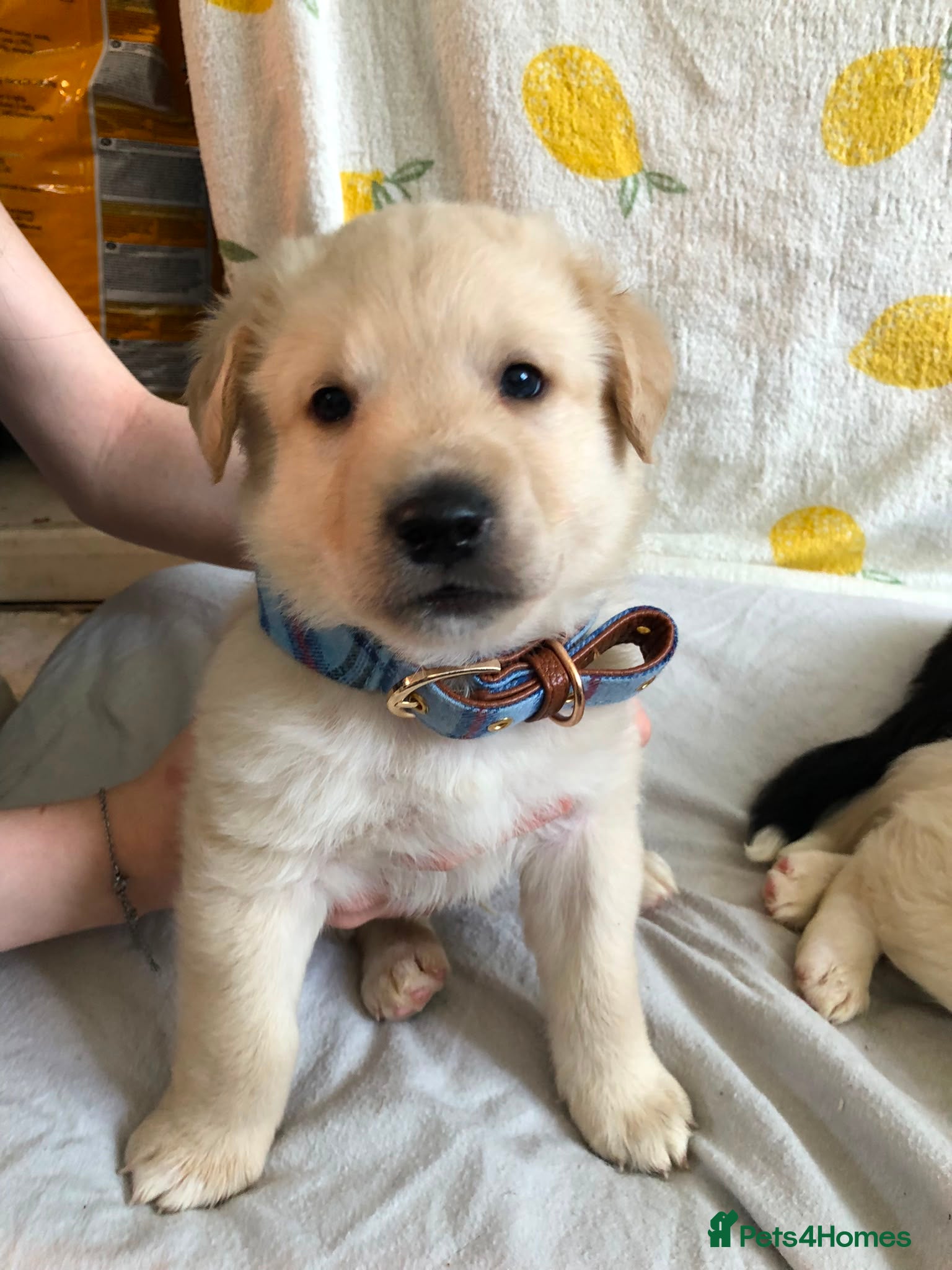 Mixed Breed dogs 1 beautiful boys left from litter of 6 - Advert 19