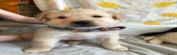 Mixed Breed dogs for sale: 1 beautiful boys left from litter of 6 - Advert 1