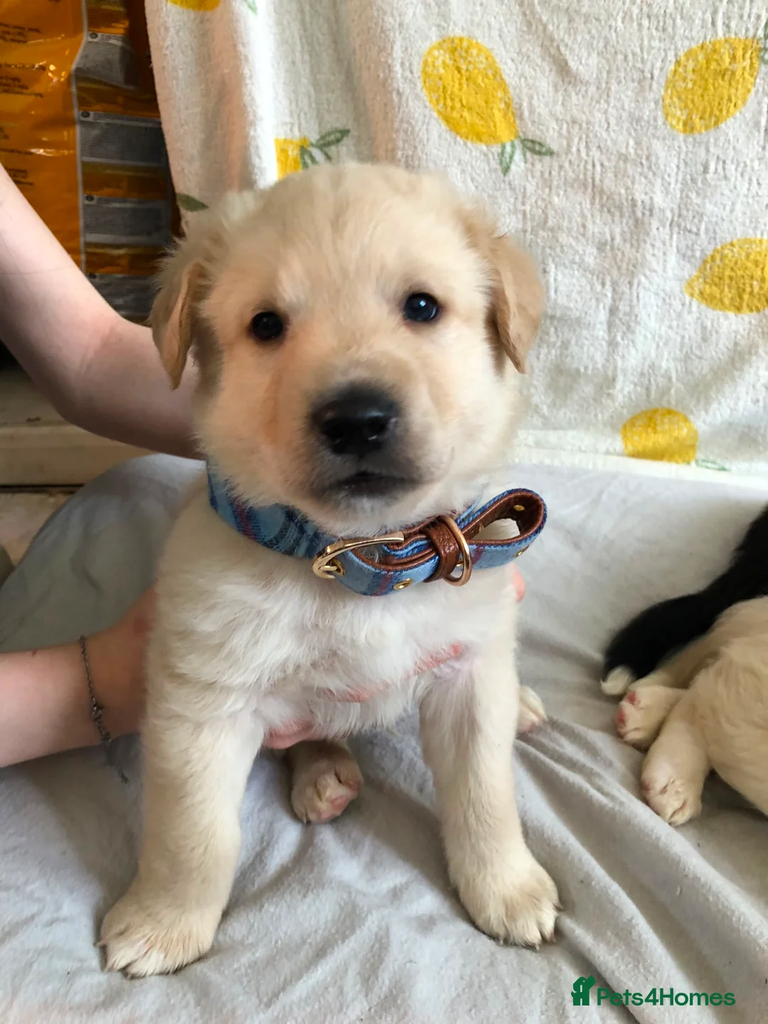 Mixed Breed dogs for sale: 1 beautiful boys left from litter of 6 - Advert 1
