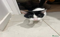 British Shorthair cats for sale: Free Cat in need of a new loving home  - Image 2