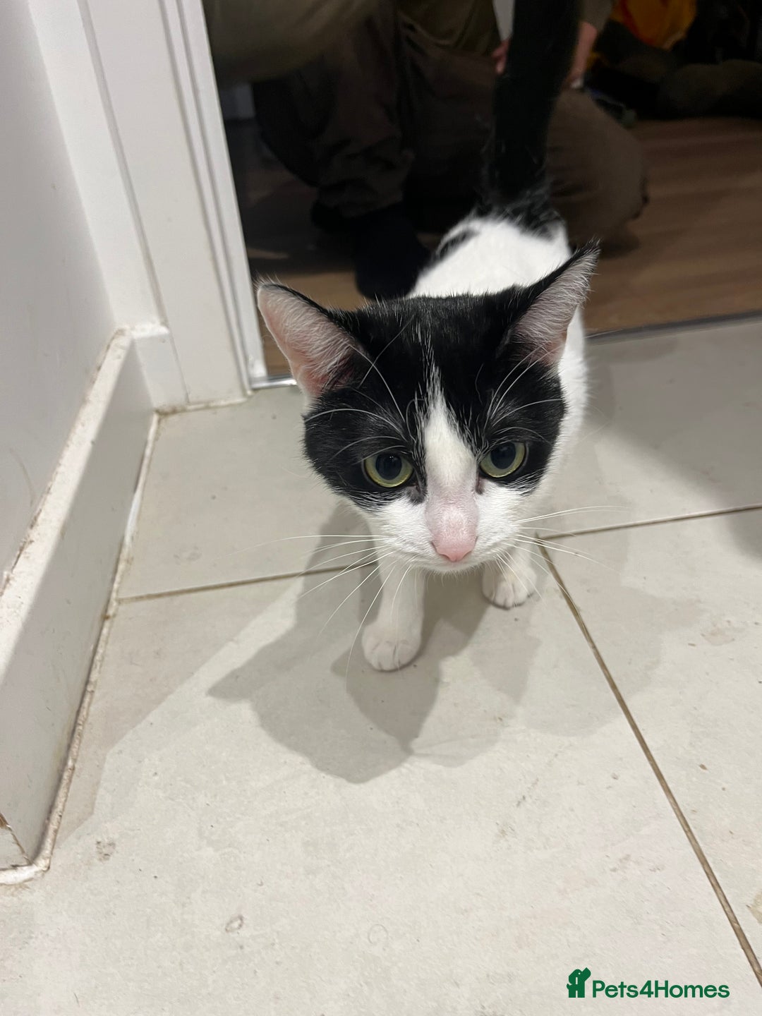 British Shorthair cats for sale: Free Cat in need of a new loving home  - Image 2