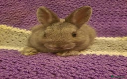 Netherland Dwarf rabbits for sale: Four Litters Of Netherland Dwarf Babies - Image 8