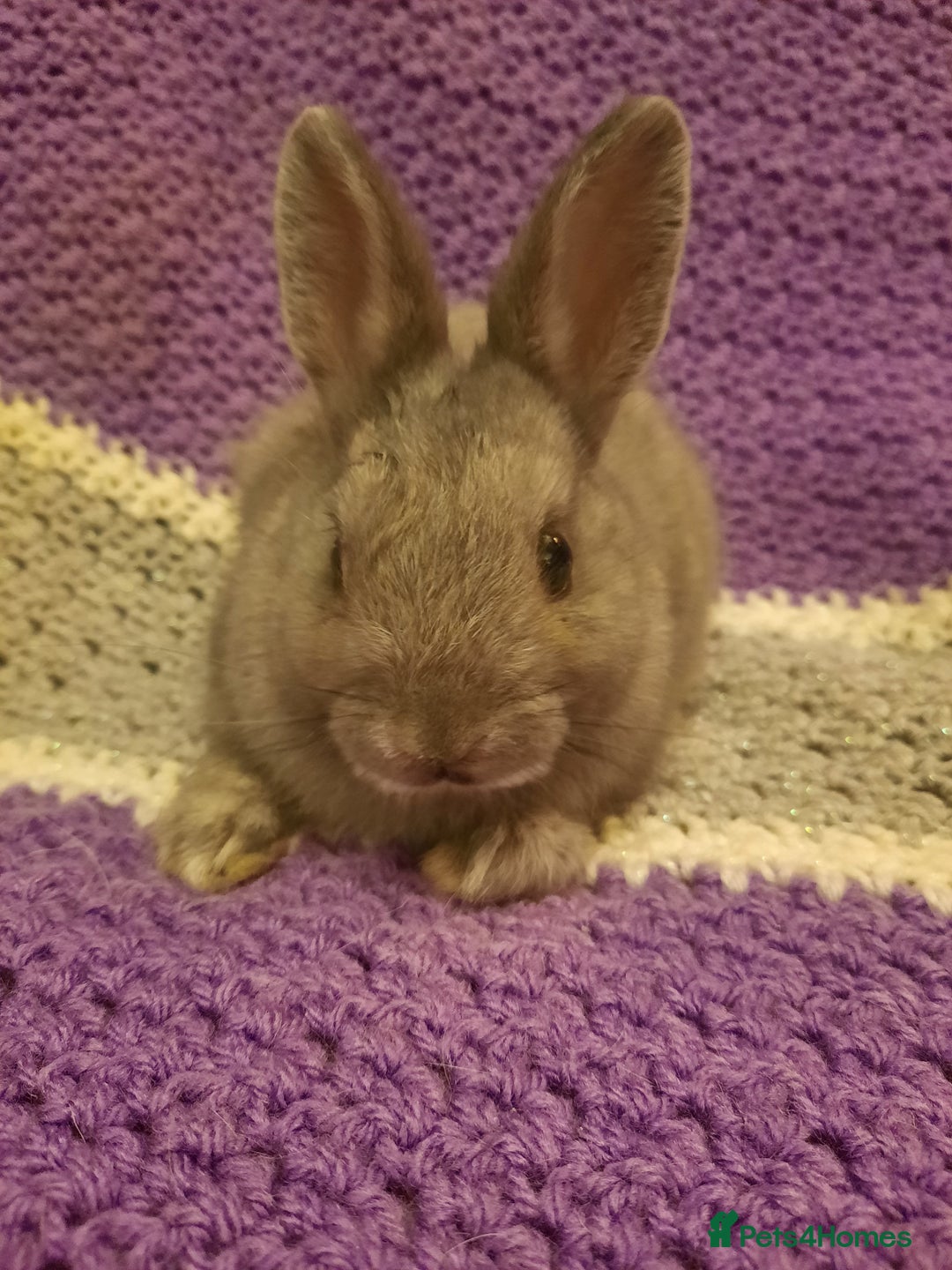 Netherland Dwarf rabbits for sale: Four Litters Of Netherland Dwarf Babies - Image 8