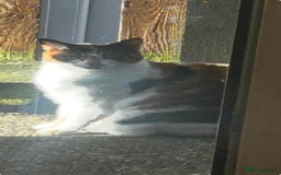 Mixed Breed cats for sale: Two very loved cats free to Adopted ASAP  - Image 2