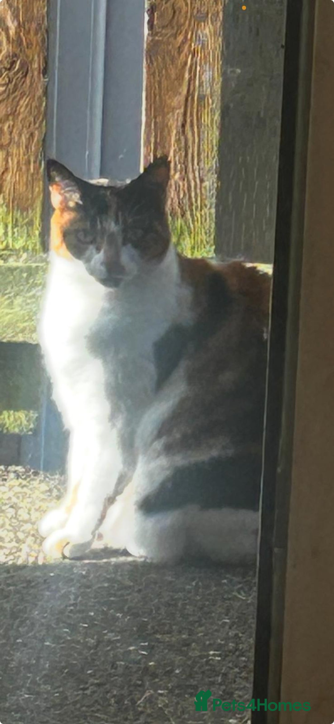 Mixed Breed cats for sale: Two very loved cats free to Adopted ASAP  - Image 2