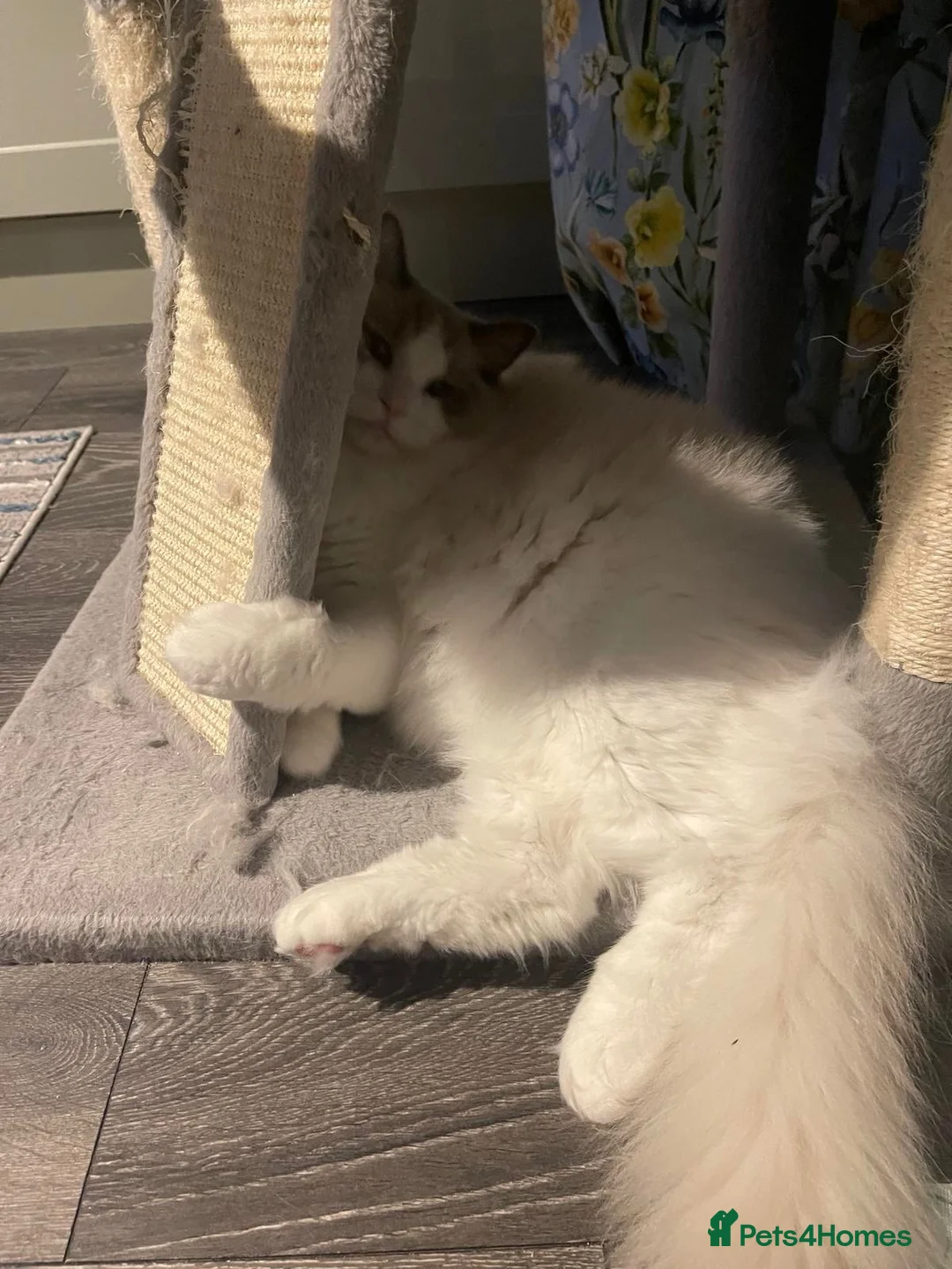 Ragdoll cats for sale: Pure Ragdoll Boy - Advert 3